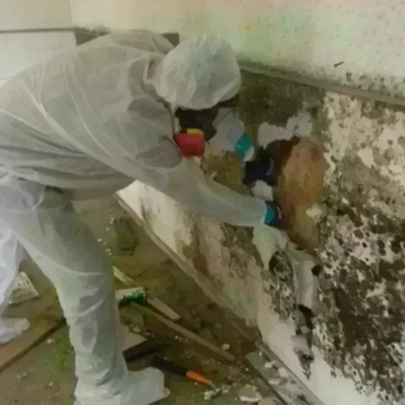 Mold Remediation and Removal in Salisbury, NC